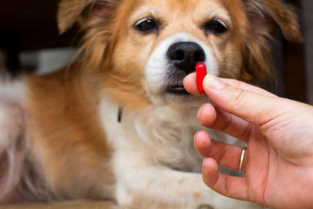 woman hand holding pills and close-up medicine and medications that are important in dogs. blurred background . ideas, concepts, Some dog breeds do not like to take medicine when sickの写真素材