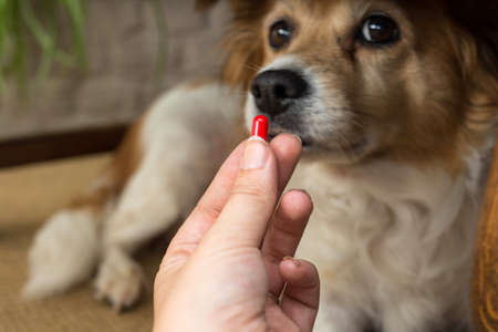 woman hand holding pills and close-up medicine and medications that are important in dogs. blurred background . ideas, concepts, Some dog breeds do not like to take medicine when sickの写真素材
