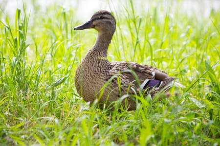 wild duck walks on green grass in nature, beautiful spring portrait close-upの写真素材