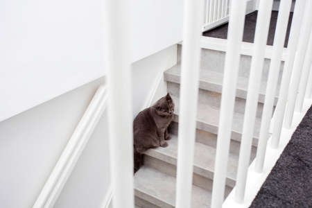 Gray purebred British cat sitting on the stairs in a modern home close-upの写真素材