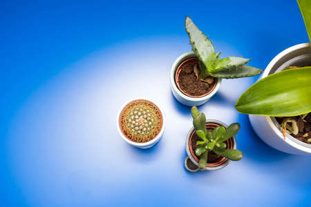 Indoor trending various green house plants ceramic pots on blue background, top view modern designの写真素材
