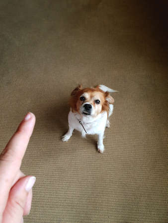 Hand of man and guilty dog at home, person pointing finger at cute dog and punish the dog
