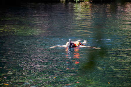 Man snorkeling in the sea on exotic destination surrounded by fishの写真素材