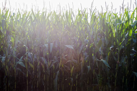 Bright sunset over corn field in the Netherlands, farming and harvest