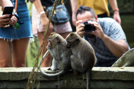 Indonesia Bali, 20 sept 2019, tourist make pictures of monkeys in Monkey forestのeditorial素材