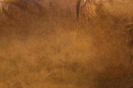 Brown cow leather background texture, natural fabric concept