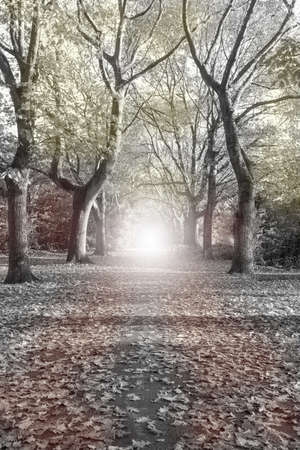 path surrounding by trees and at the end a light , mystery forest black and white landscapeの写真素材