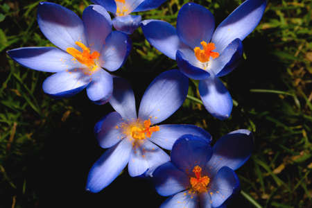 Gently blue crocuses. Crocus bush. Macro. Spring flowers colorful nature background close-upの写真素材