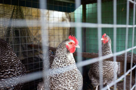 Chickens behind the fence in a chicken coop. black and white chicken in small cage