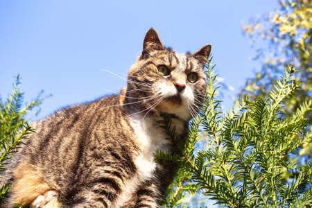 Cute furry cat walks over fence in the blue sky in springtime with green trees on the background, playful in natureの写真素材