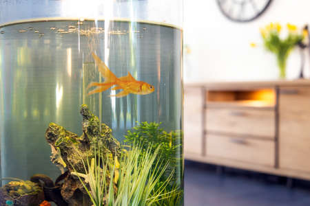 Goldfish in fish bowl with bubbles & water pumps in the tank in the living room, retro designの写真素材