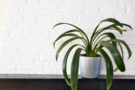 Big green house plant in modern pot on wooden shelf against white brick wall, botanical Scandinavian style retro design, space for textの写真素材