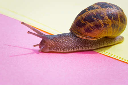 Snail crawling on a colorful pastel background, pink yellow paper, beautiful macro shot of a wild animal, cute snail with house and hard shadows close-upの写真素材