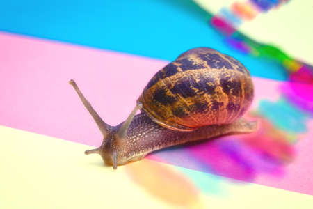 Snail crawling on a colorful pastel background, pink yellow paper, beautiful macro shot of a wild animal, cute snail with house and hard shadows close-up leaving a rainbow trailの写真素材