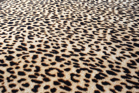 wild animal pattern background or texture, Leopard jungle theme print