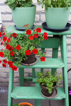 Various colorful flowers in pot on small green wooden stairs in the garden for decoration, close-upの写真素材