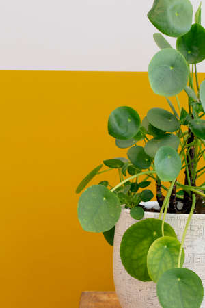 Pilea Peperomioides plant, Chinese money plant or pancake plant near half white half yellow painted wall, retro and modern designの写真素材