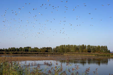 A large group of Black-headed river Gulls flying above a nature lake in Europe with beautiful green...