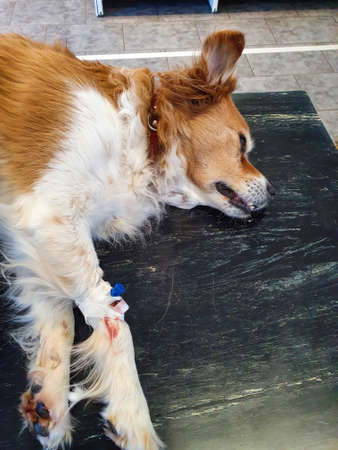 Old sick dog being put to sleep by veterinarian in the , deceased senior dogの写真素材