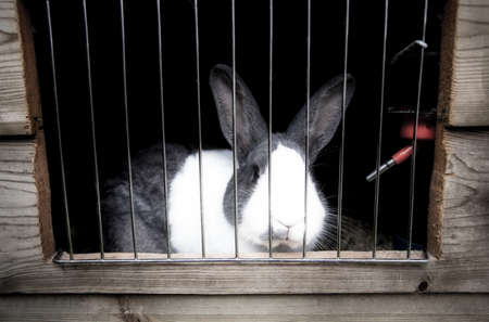 Cute home rabbit in outside Cage, Rabbit with white snout, cute little pet for familyの写真素材