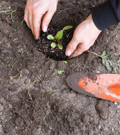 Two man hands planting a young tree or plant while working in the garden, seeding and planting and...