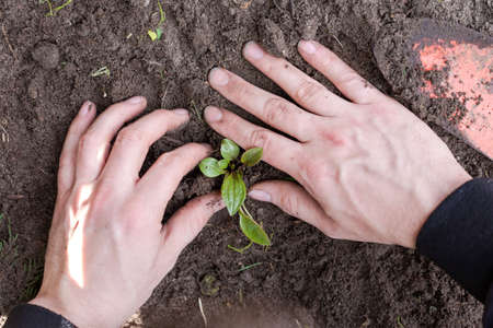 Two man hands planting a young tree or plant while working in the garden, seeding and planting and growing top view, farmers hands care of new life, environment, spring, nature, plants conceptの写真素材