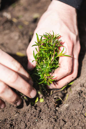 Two man hands planting a young tree or plant while working in the garden, seeding and planting and growing top view, farmers hands care of new life, environment, spring, nature, plants conceptの写真素材