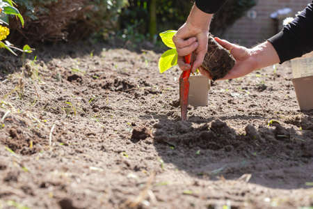 Two man hands planting a young tree or plant while working in the garden, seeding and planting and...