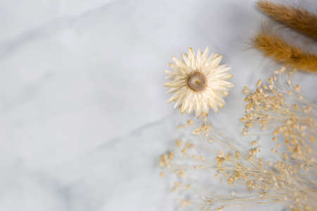 Fresh bight spring dried Flower frame isolated on white background with copy space, romantic,summer modern concept, flat lay, overhead viewの写真素材
