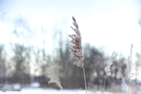 Soft focus abstract natural background of soft plants Cortaderia selloana moving in the wind. Bright...