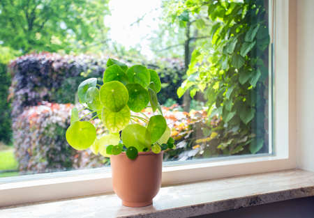 Indoor plant Chinese money tree, Pilea peperomioides green house plant modern retro decoratiion on windowsill with beautiful green summer view in garden, stylish home designの写真素材