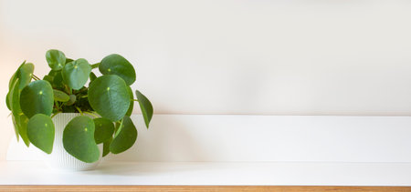 Pilea peperomioides, money plant on white wooden shelf and modern white background texture,stylish modern decoration for indoor house, copy spaceの写真素材