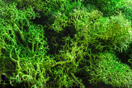 Moss texture, background, Natural green soft colored macro shot, modern nature design beauty copy spaceの写真素材
