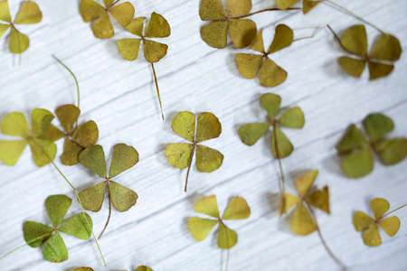 Four leaves clovers various sizes on white wooden background with defocuse, retro modern Saint Patricks Day backgroundの写真素材