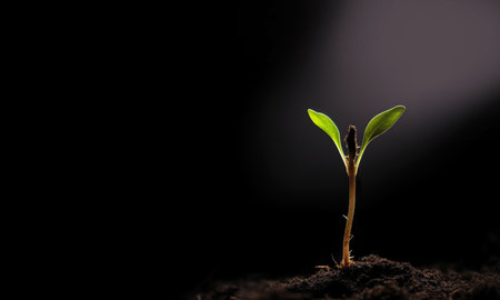 Seedling are growing from the rich soil to the morning sunlight that is shining, ecology concept. black background, new life concept, young plant growth in dirt copy space space for textの素材