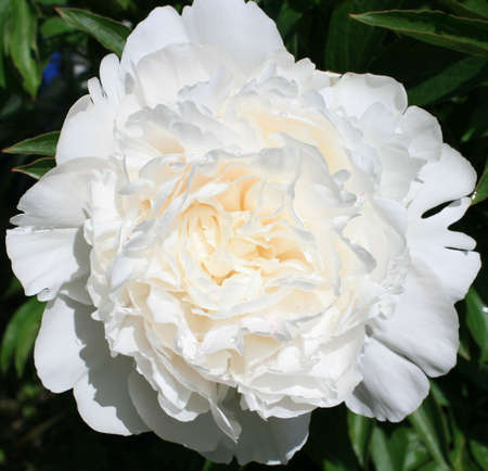 Peony fowerの写真素材