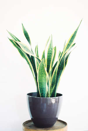 Snake plant in planterの写真素材
