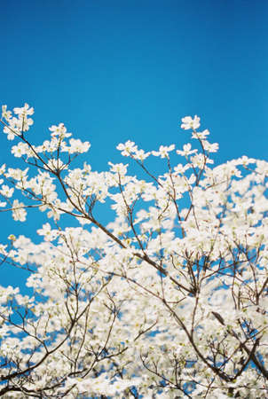 White Blossoms against blue skyの写真素材