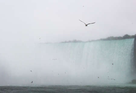Birds feeding near Niagara Fallsの写真素材
