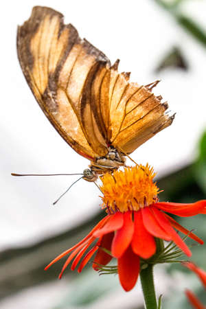 Feeding Butterfly