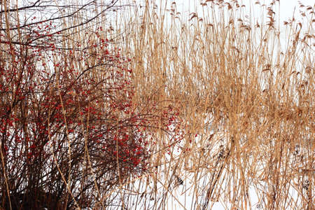 Natureの写真素材