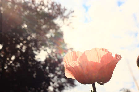 Poppyの写真素材