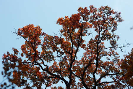Autumn Tree