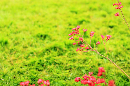 Flowerの写真素材