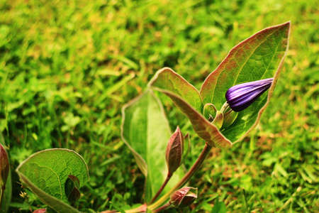 Flowerの写真素材