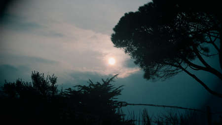 Sun with treesの写真素材