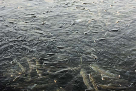 Fishesの写真素材