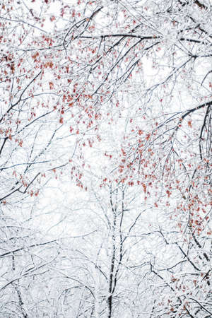 A beautiful winter season scene in Christmas time