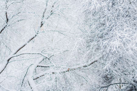 A beautiful winter season scene in Christmas time