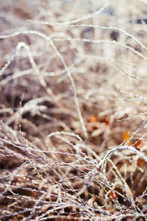 A beautiful winter season scene in Christmas timeの写真素材